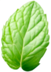 Mint Leaf