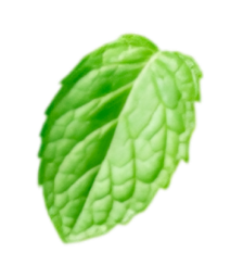 Mint Leaf