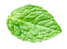 Mint Leaf